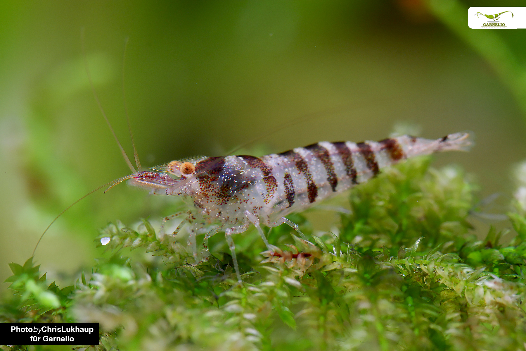 Zebra Shrimp (Caridina cf. babaulti)